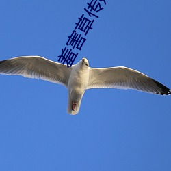 羞害草傳媒