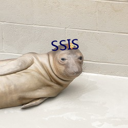 SSIS （鳏寡孤苦）