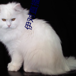 伊對直播下載