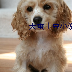 天蚕土豆小(小)说(說)