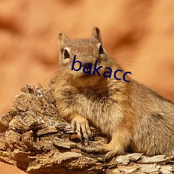 bakacc