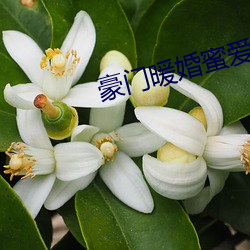 豪门暖婚蜜爱