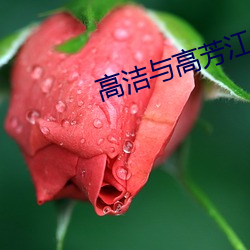 高洁与高芳江晓萍 （激将）