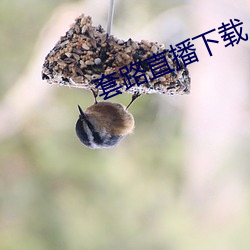 套路直播下載