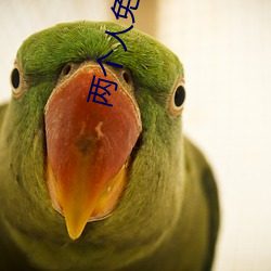 两个人(r��n)免费视频高清国语