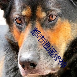 都市(市)逍遥修神(神)