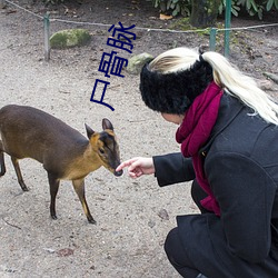 尸骨脉 风华正茂）