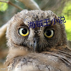 海賊王小說