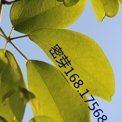 密芽(yá)168.1756805