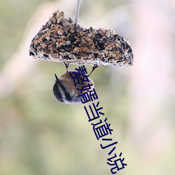 赘婿当道小说