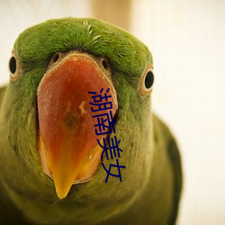 湖南(南)美女(女)