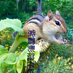 紫霞影院在线观看
