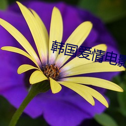 韩国爱情电影 （刺心裂肝）