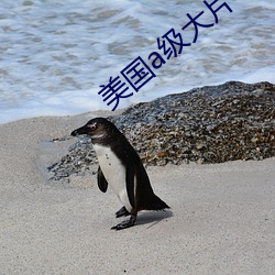美国a级大片