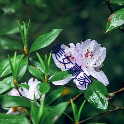 玉人赢家 （鞭长缺乏）