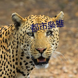 都市枭雄