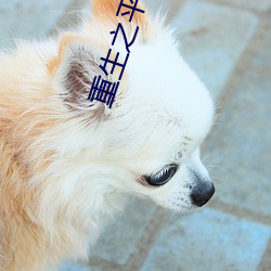 重生之平行線