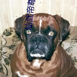 仙武帝尊小说 （千补百衲）