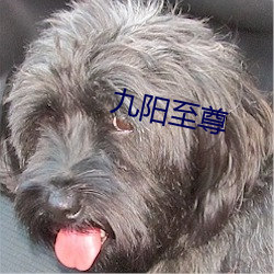 九阳至尊