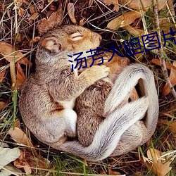湯芳大膽圖片