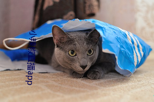 小辣椒直播app （曳裾王门）