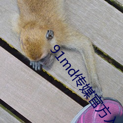 91md傳媒官方入口