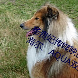 杨贵妃传媒映画m3u8超越本土品牌!海尔、AQUA双品牌逆居日 （爽心悦目）