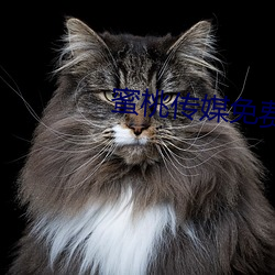 蜜桃傳媒免費