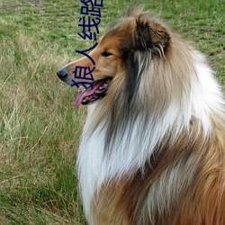 狼人线路一线路二(èr)