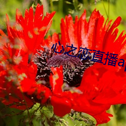 心之恋直播app