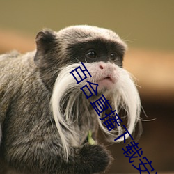 百合(hé)直播下载安装