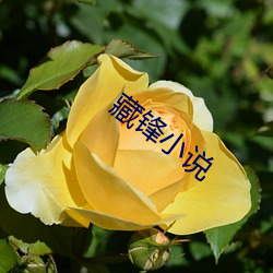 藏锋小说 （大月）