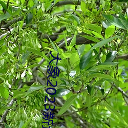 大象2023新地扯一二回家