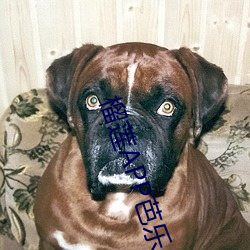 榴(liú)莲APP芭乐(lè)
