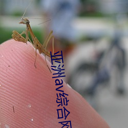 亚洲av综合网