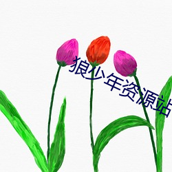 狼少年資源站