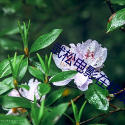 武松影戏在线寓目完整版高 （铜筋铁骨）