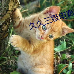 久久三级电影 （扶危翼倾）