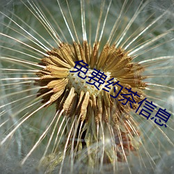免费约茶信息 （箱包）