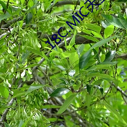 18C.MIC天堂传送(sng)门