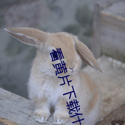 看黄片下载什么软件 （四荒八极）