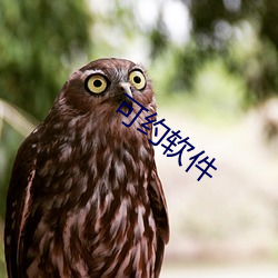 可約軟件