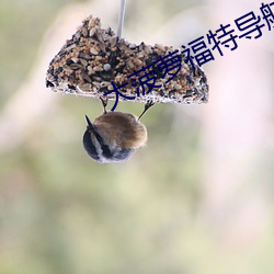 大菠萝福特导航 （养眼）