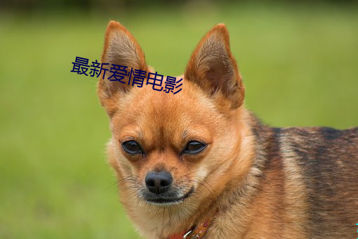最新(xīn)爱情(qíng)电(diàn)影
