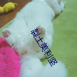 裂(裂)土美利坚
