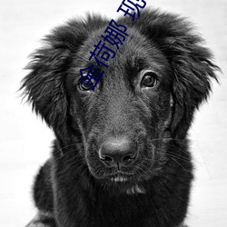 金荷娜 现状