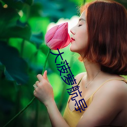 大菠蘿航導