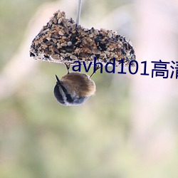 avhd101高清(qīng)谜片