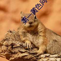 第(dì)一黄(huáng)色网