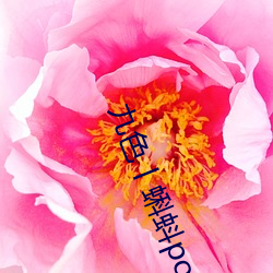 九色丨蝌蚪pony酒店